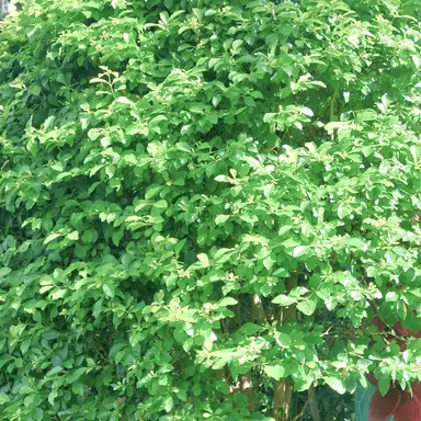 Profile image of 공룡