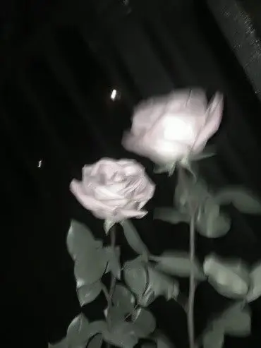 0505uchu의 라이너 브라운