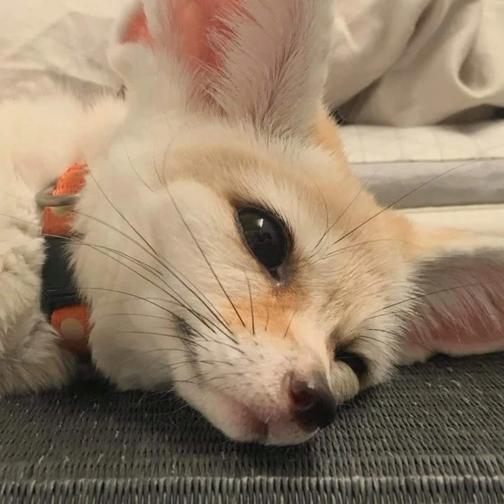 양정인