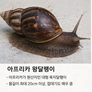 Profile image of 아프리카 왕달팽이