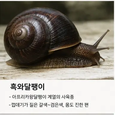 Profile image of 흑와달팽이