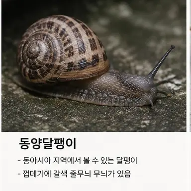 Profile image of 동양달팽이