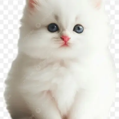 Profile image of 두부