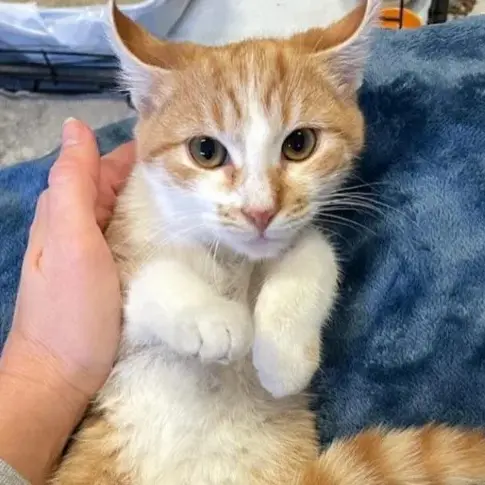 SharpPumi4499의 길냥이