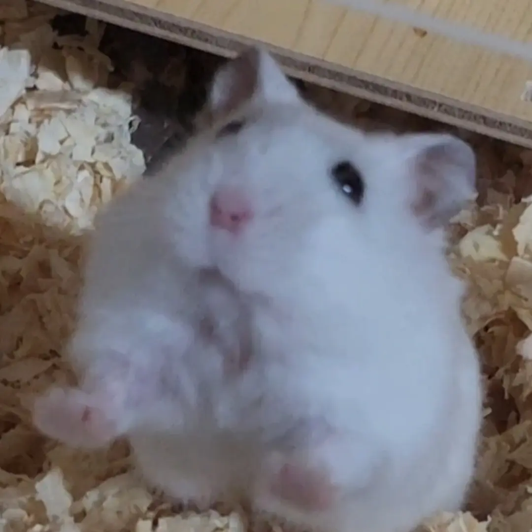cutienami의 체리