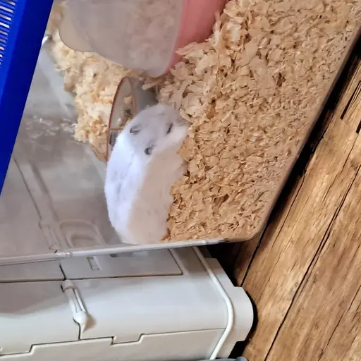 cutienami의 체리