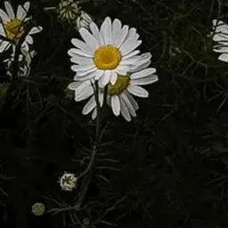 CosmicLove0299의 권지용