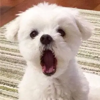 Profile image of 허거덩