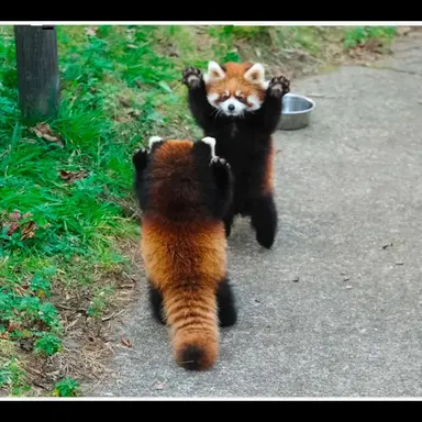 Profile image of 레드랑콩돌이