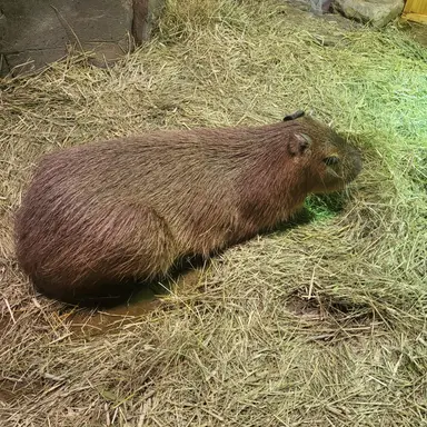 Profile image of 고고프렌즈당신