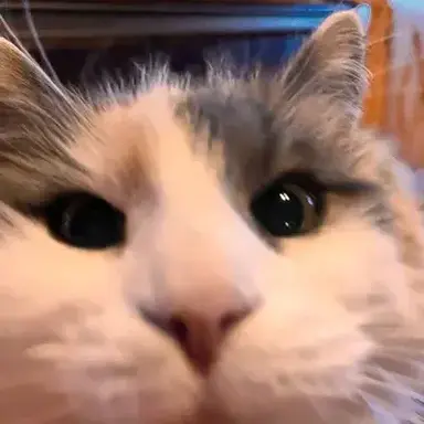 Profile image of Leo