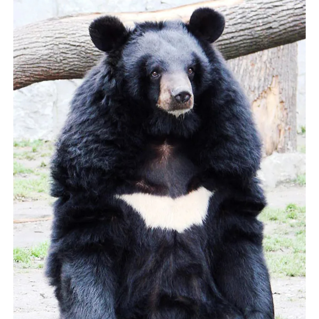 지리산 반달곰 대표 이미지