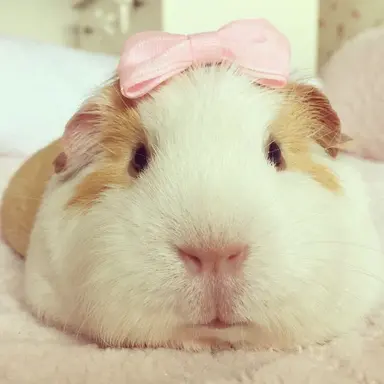Profile image of サクヤ