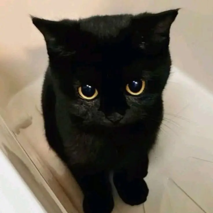 FirmRobe7781의 🐈‍⬛🐕