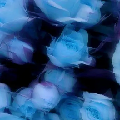 Profile image of 樹