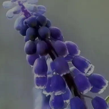 Profile image of 공룡