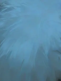 RacialBloom5510의 もふもふロボ