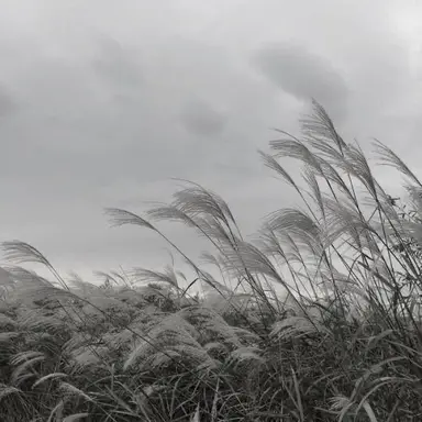 Profile image of 시미베