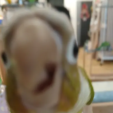 Profile image of 코리