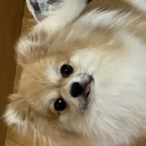 SoggyTune1215의 초코