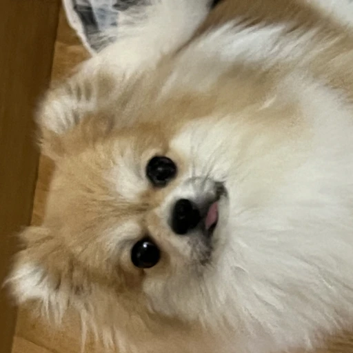 초코