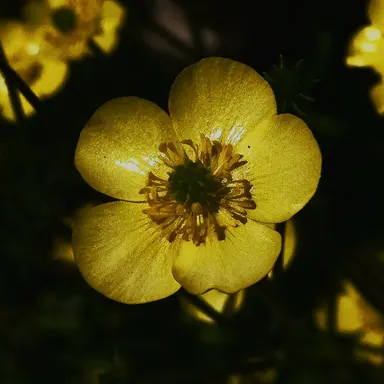 Profile image of 각별