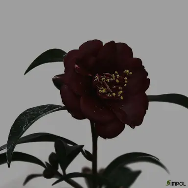 Profile image of 라더
