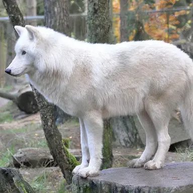 Profile image of 늑대