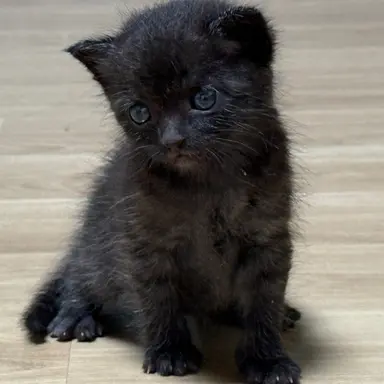 Profile image of 싸이코드 스코시즘