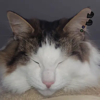 Profile image of ブリ子