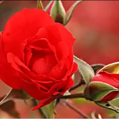 Profile image of 薔薇