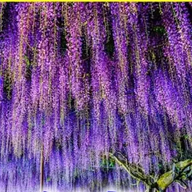 Profile image of 藤