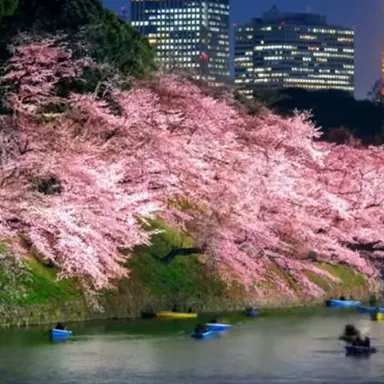 Profile image of 桜