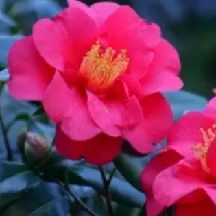 Profile image of 椿