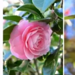 Profile image of 八重椿