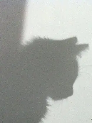 2x5_q의 猫の手も借りたい