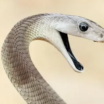 GrassyPhoto6134의 뱀
