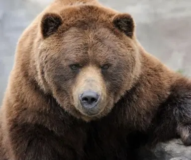 Profile image of 베어