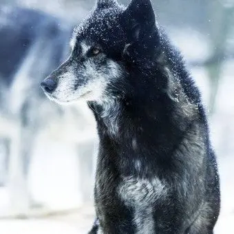 Profile image of 늑대