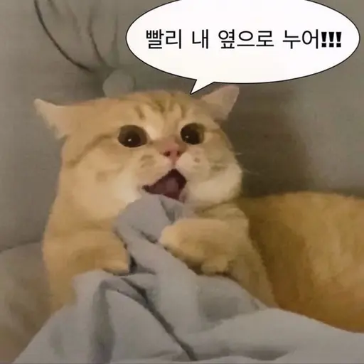 DenseBongo4098의 토토