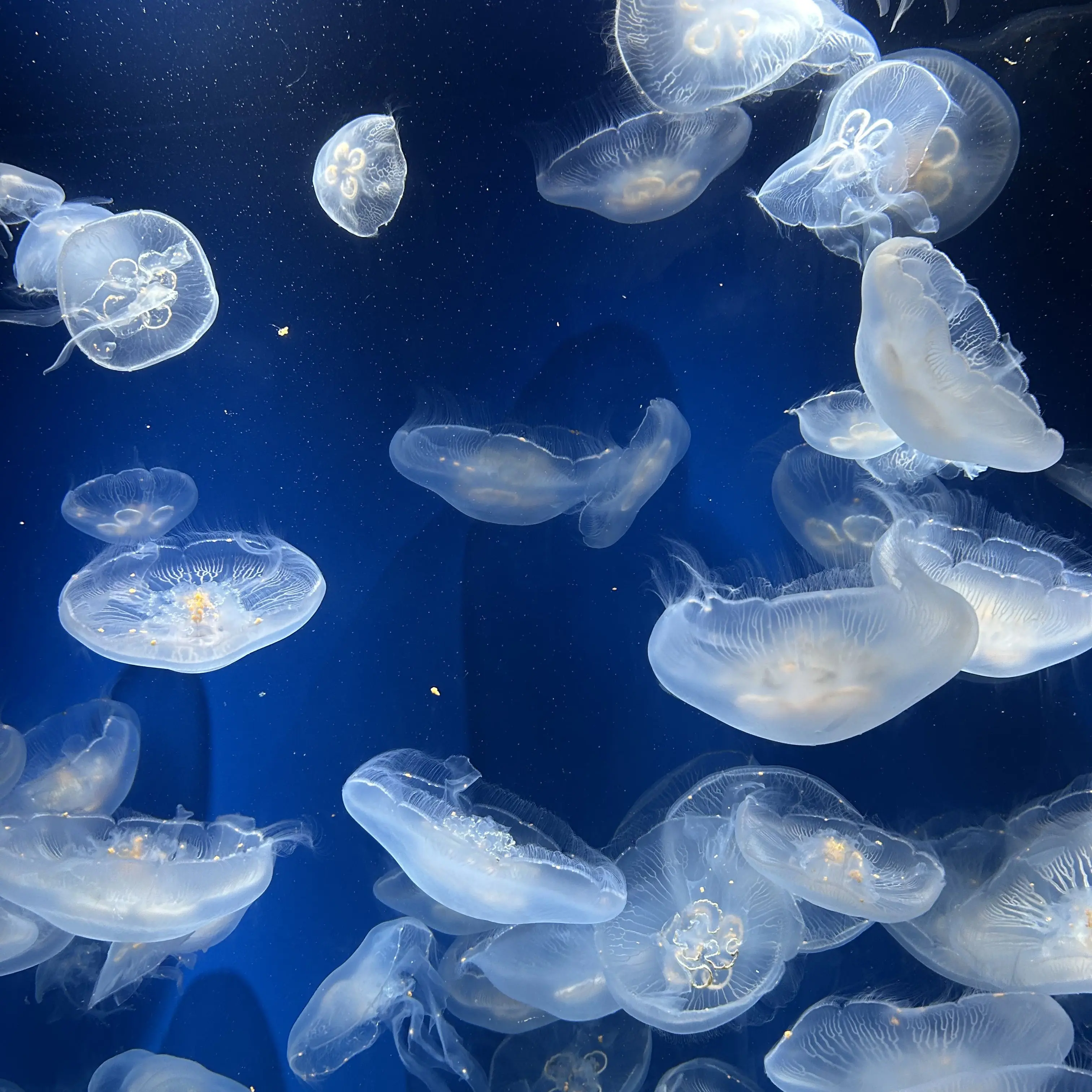 nayuop의 ガチめの自分用