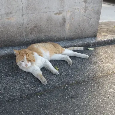 Profile image of 猟犬