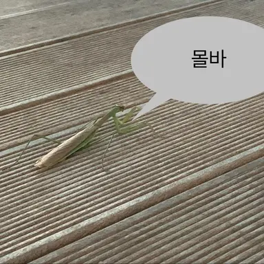 Profile image of 여우