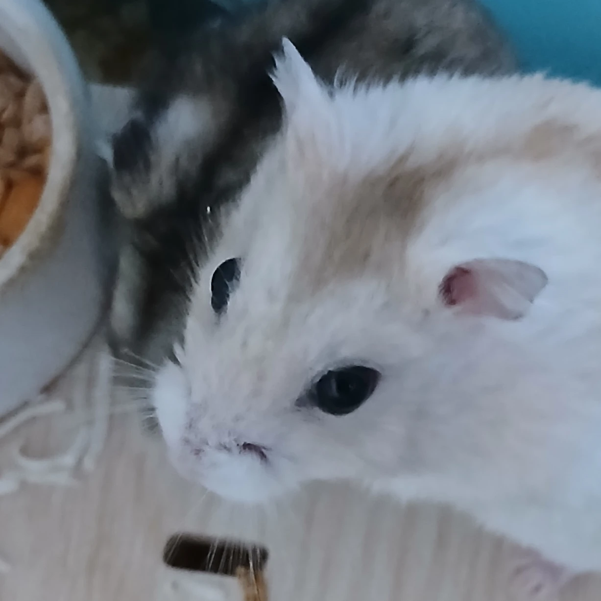 뜰팁
