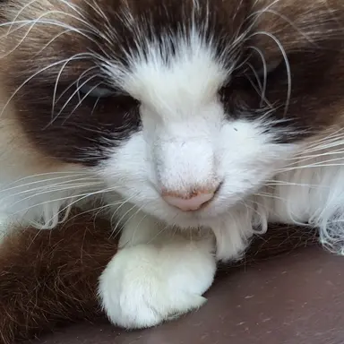 Profile image of 고고프렌즈와여우