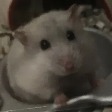 Profile image of ブリ子