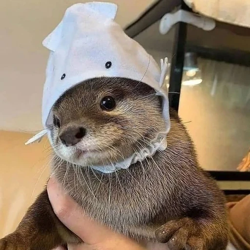 새콤이