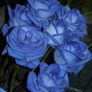 Profile image of 이로 클라우드