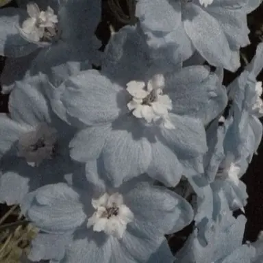 Profile image of 파이브