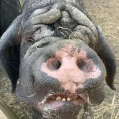 Profile image of 여우